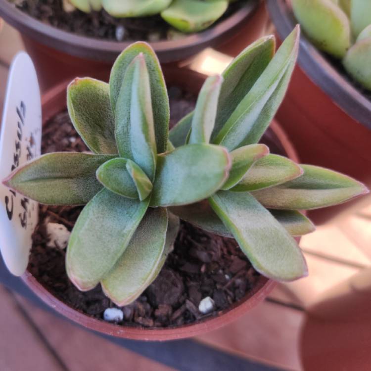 Plant image Crassula Shandy