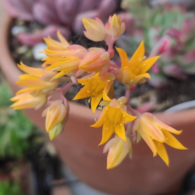 plant image 1407454