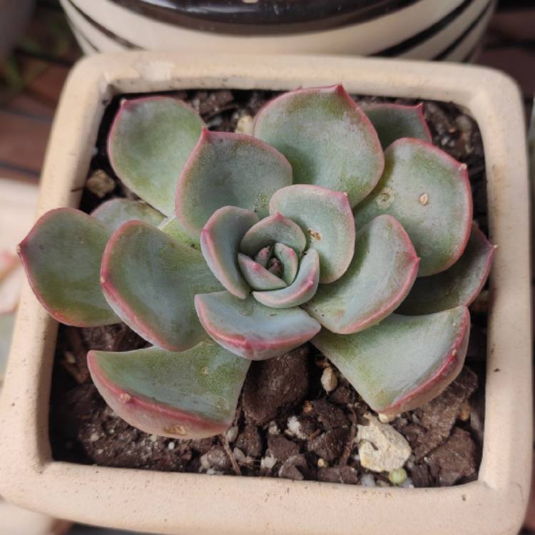 plant image 1408785