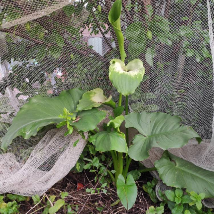 Plant image Zantedeschia aethiopica 'Green Goddess'