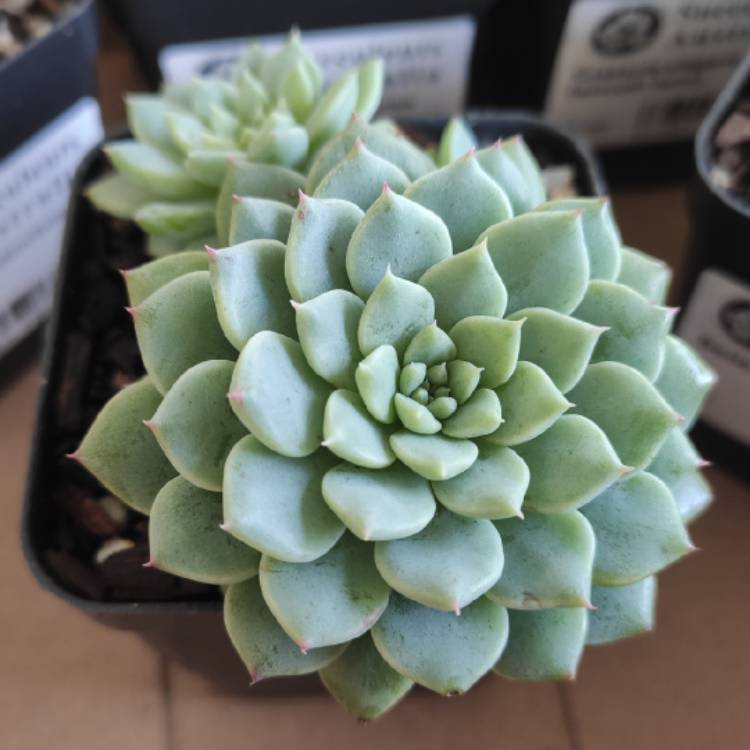plant image 1414764