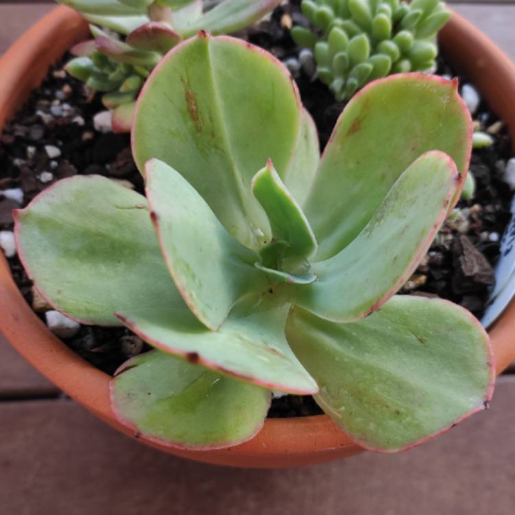 plant image 1418677