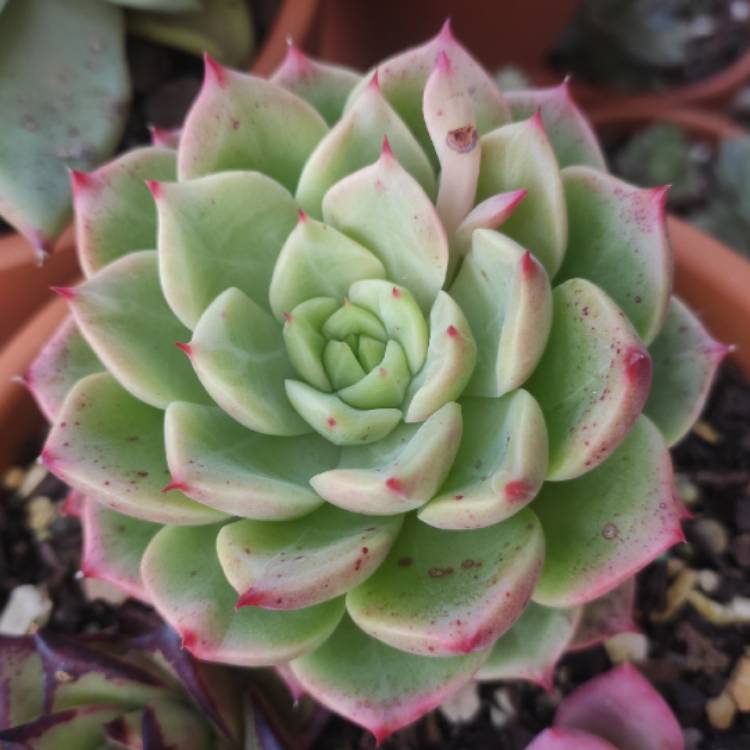 Plant image Echeveria Bella Donna