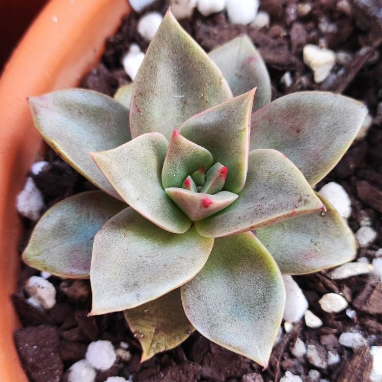 Plant image Echeveria Grammut
