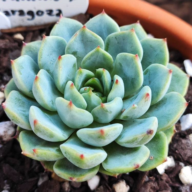 Plant image Echeveria Minima x Cuspidata var. Zaragozae