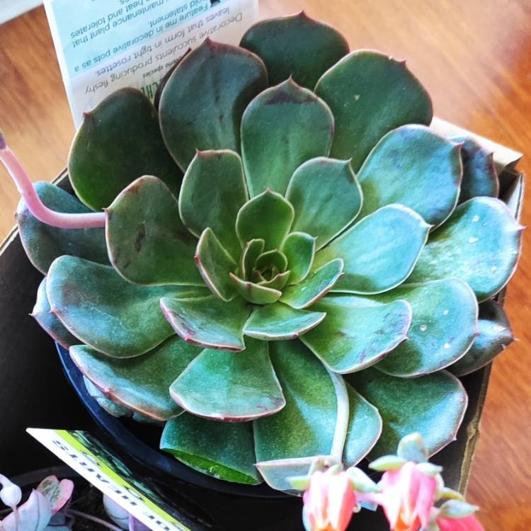 plant image 1442149