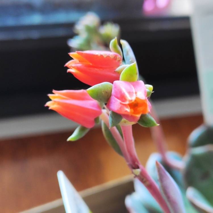 Plant image Echeveria Santa Lewis