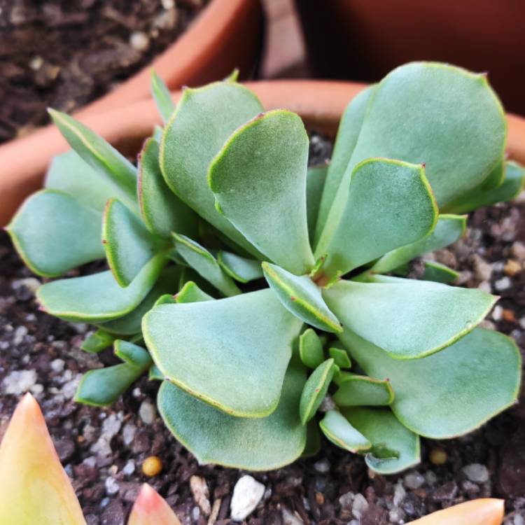 Plant image Cotyledon Papillaris