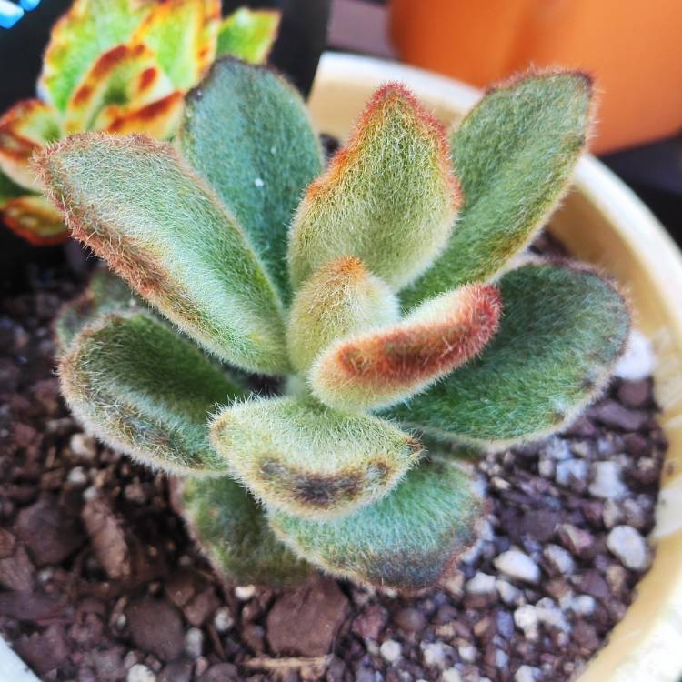 Plant image Kalanchoe tomentosa 'Teddy Bear'