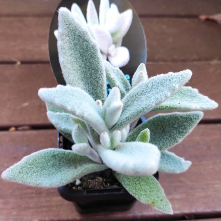 plant image 1452064