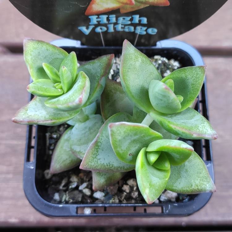 Plant image Crassula High Voltage