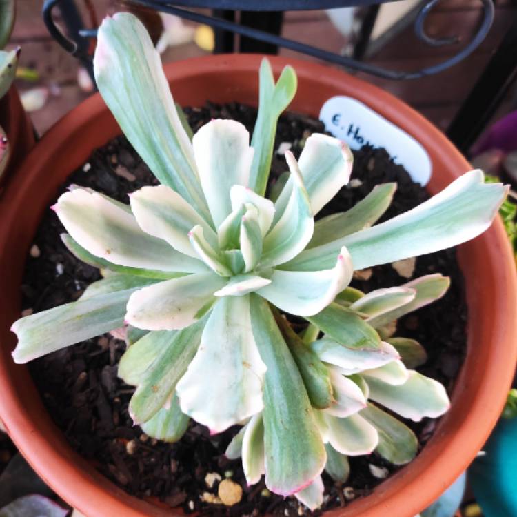 plant image 1461189