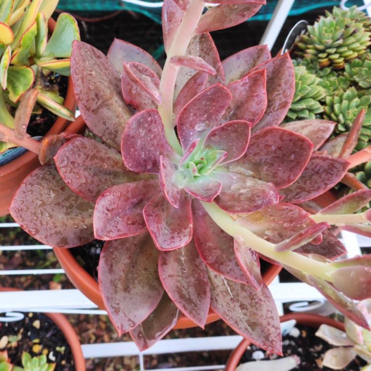 plant image 1461760