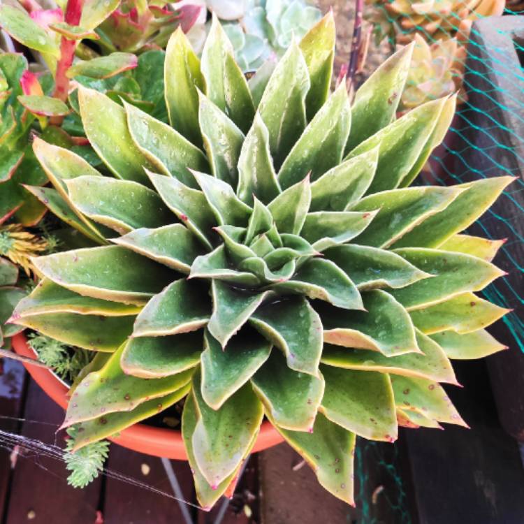 plant image 1461795