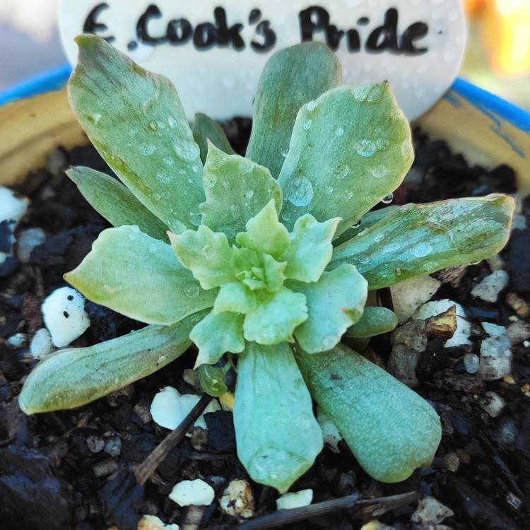 plant image 1474305