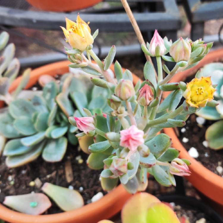 plant image 1475310