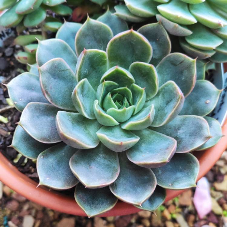 plant image 1482044