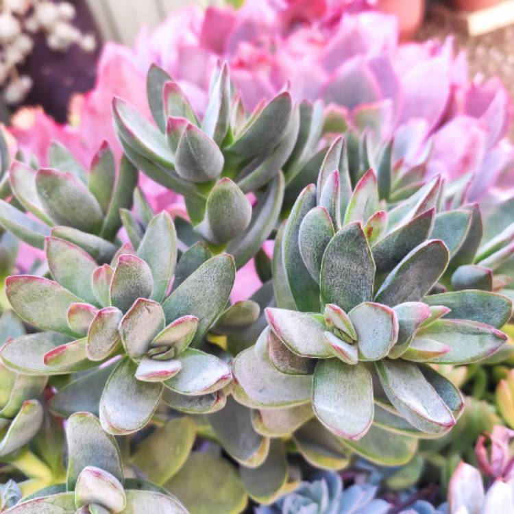 plant image 1493640