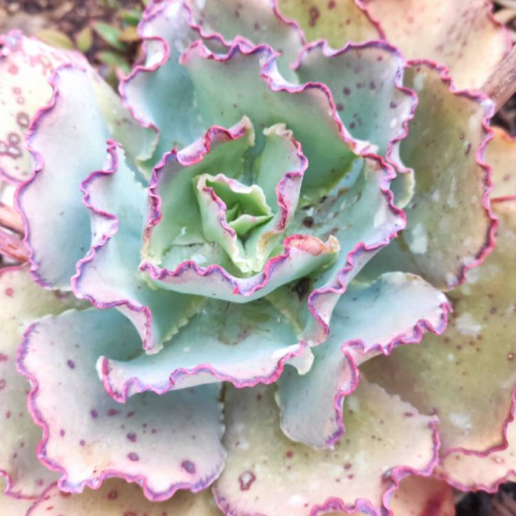 plant image 1493647 plant image 1493647