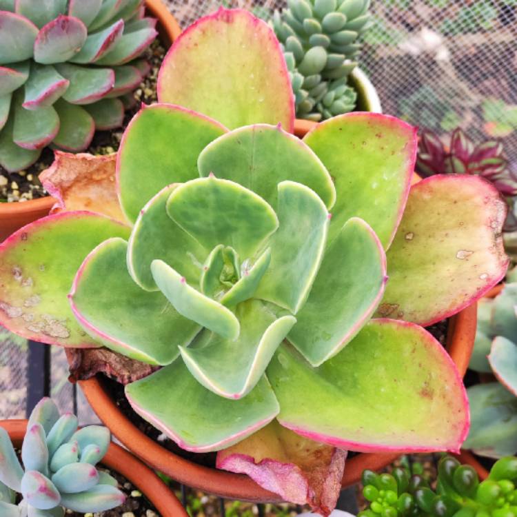 plant image 1520137