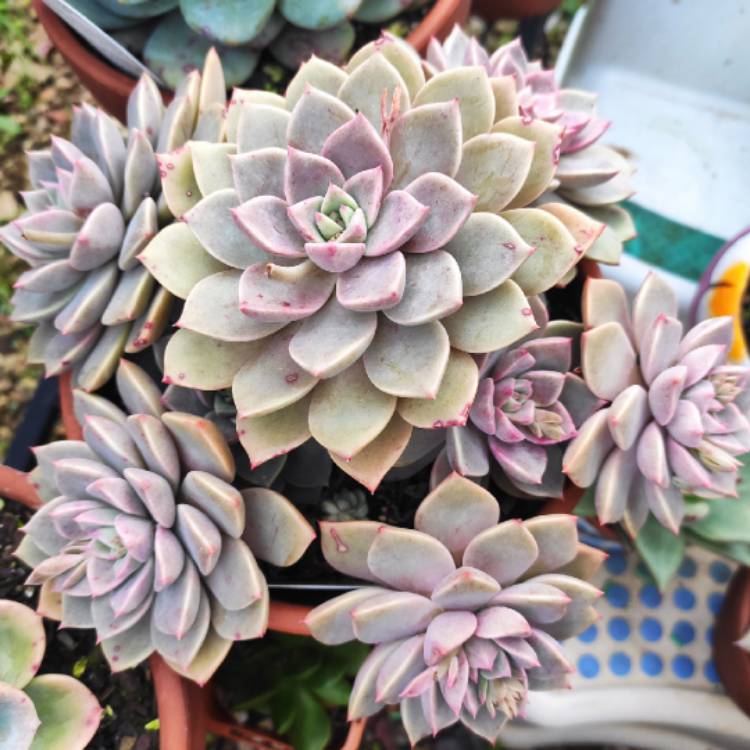 plant image 1524678