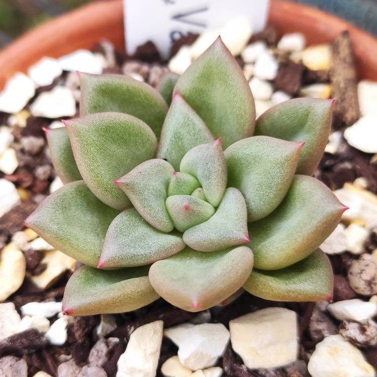 Plant image Echeveria J.C. Van Keppel
