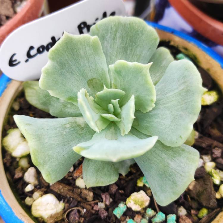 Plant image Echeveria Cooks Pride