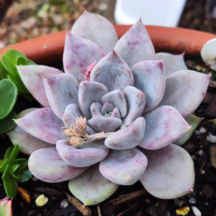 Plant image Echeveria Beverley