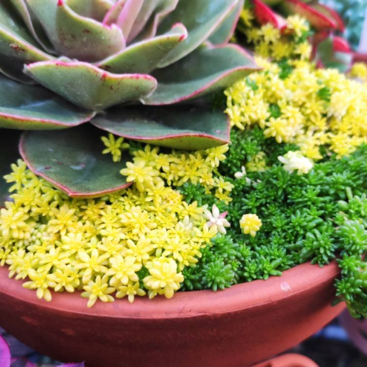 Plant image Sedum japonicum 'Tokyo Sun'