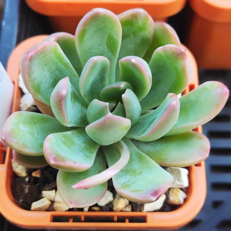 Plant image x Pachyveria Claire