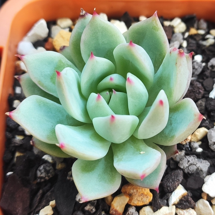 plant image 1534886 plant image 1534886