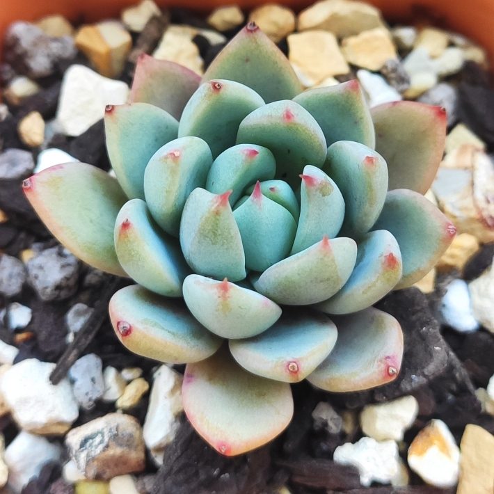 Plant image Echeveria Yeomiwol