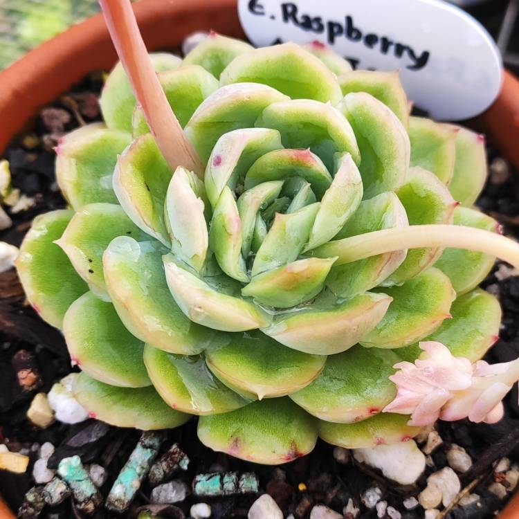 Plant image Echeveria Raspberry Ice