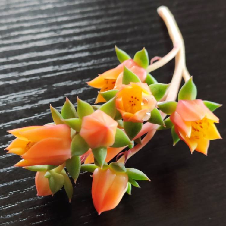Plant image Echeveria Grusonii