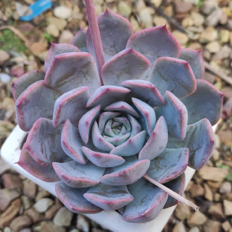 Plant image Echeveria Roulette