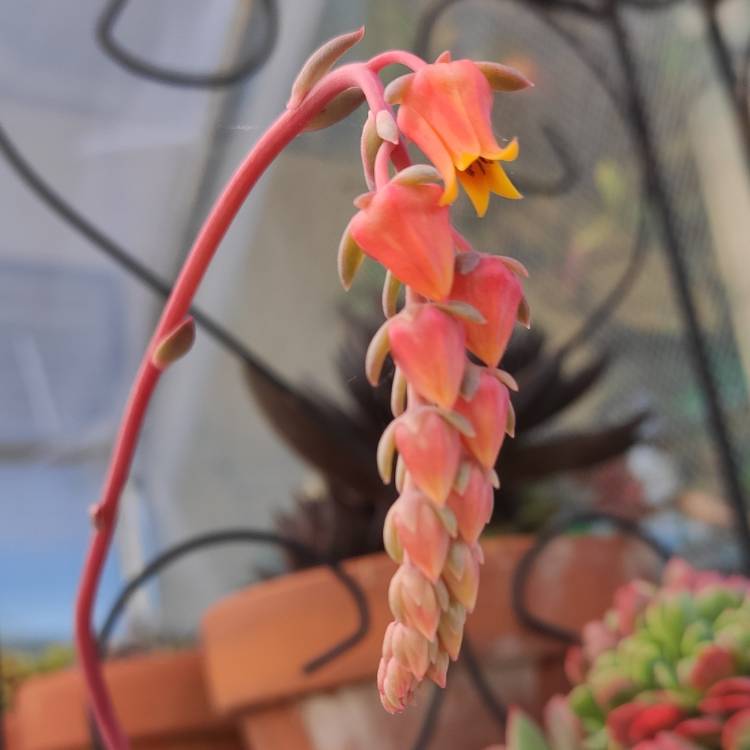 plant image 1539654