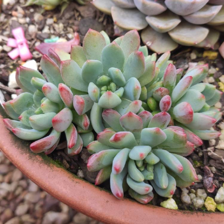 Plant image xSedeveria Blue Elf