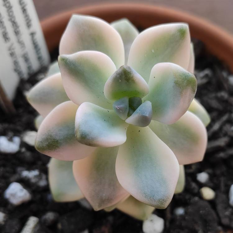 plant image 1542599
