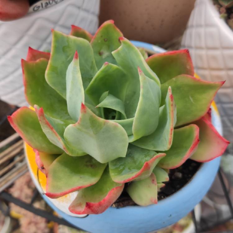 Plant image Echeveria Alpine Rose