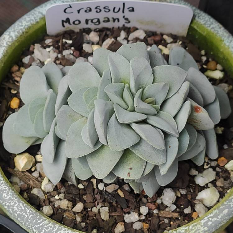 plant image 1543267