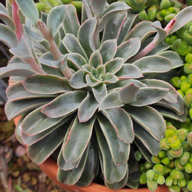 plant image 1543272 plant image 1543272