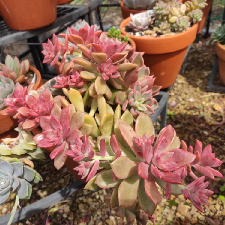 plant image 1543274