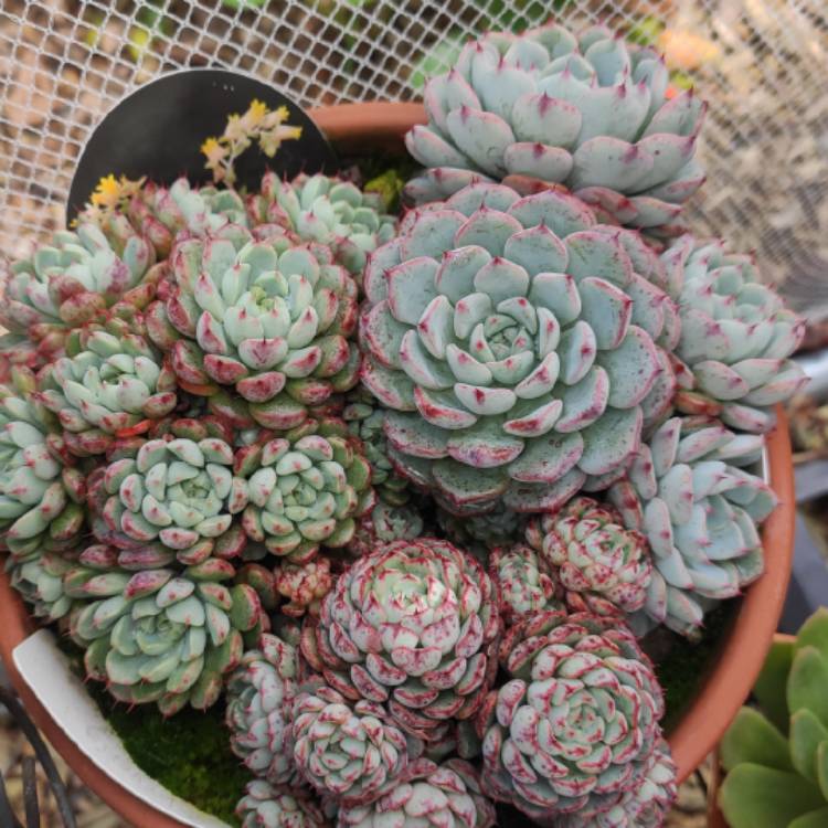 plant image 1543324 plant image 1543324