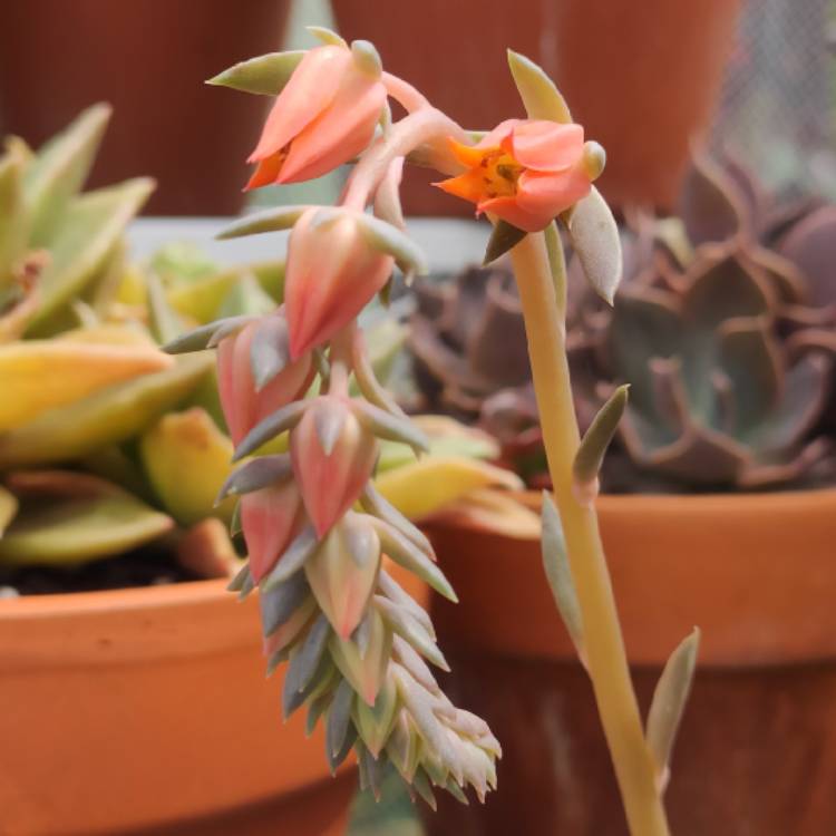 Plant image Echeveria Mensa