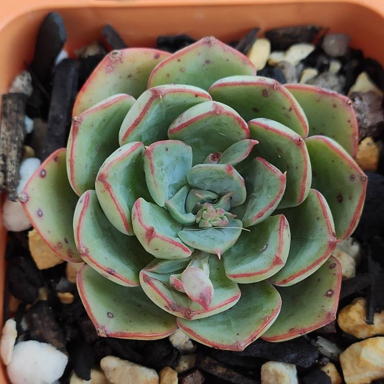 Plant image Echeveria El Encino