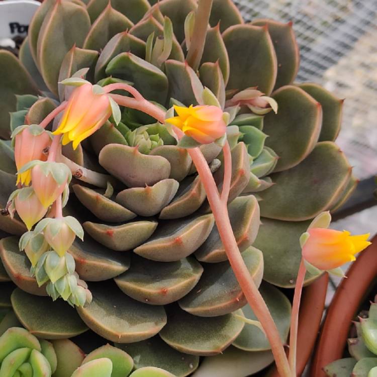 Plant image Echeveria Parks Pop Candy