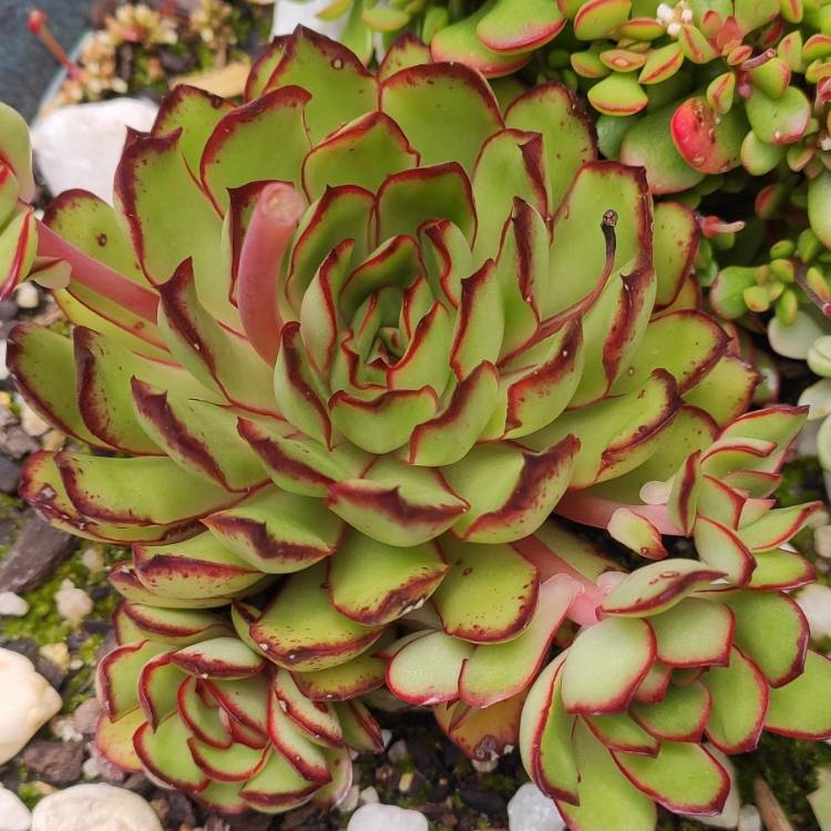 plant image 1548042 plant image 1548042