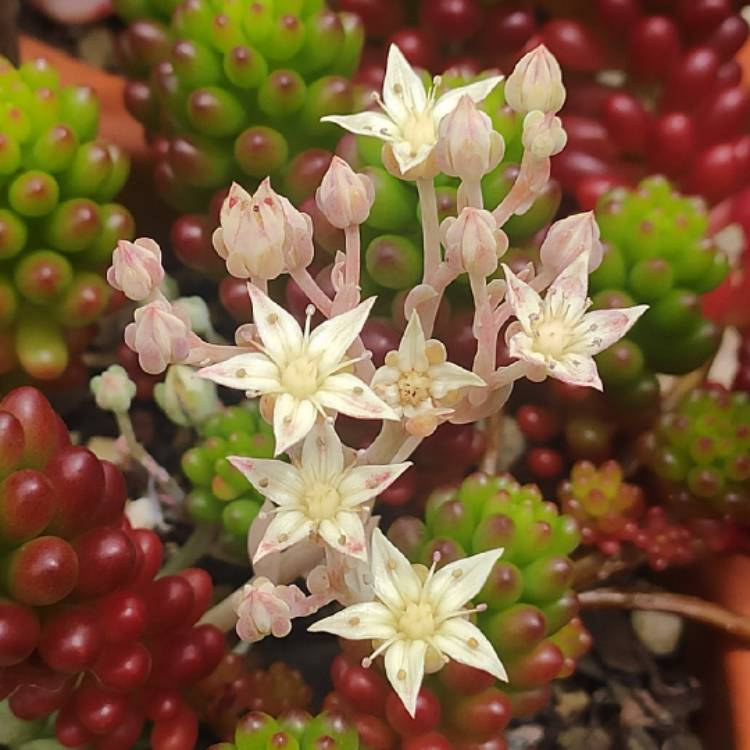 Plant image Echeveria Mebina x xGraptoveria Silverstar