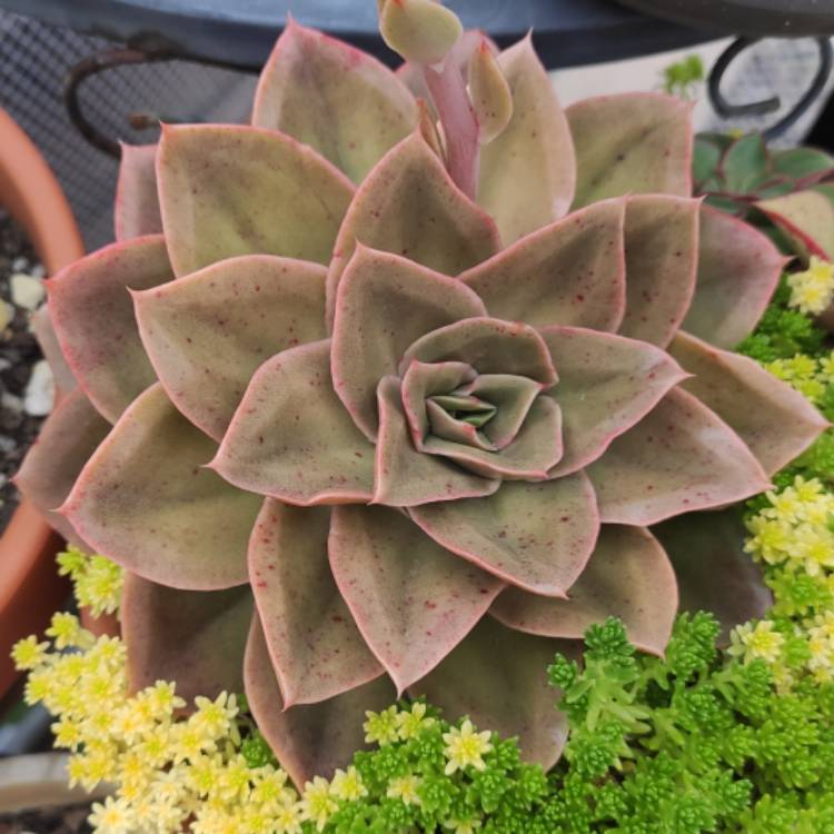 Plant image Echeveria Green Smile