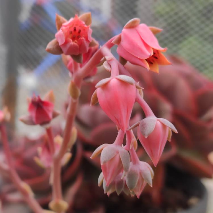 Plant image Echeveria Green Smile